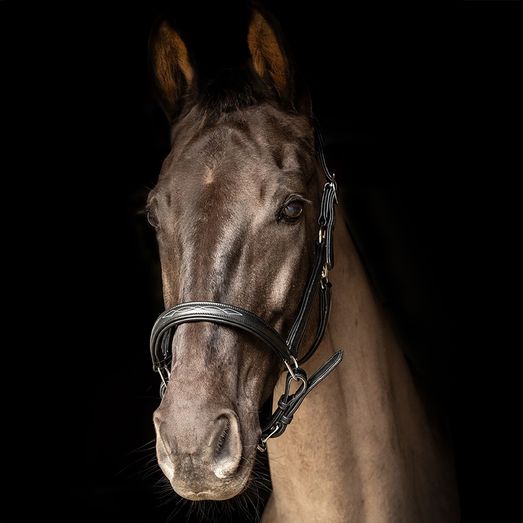 Propresicce Softy Leather Head Collar By Hy Equestrian Black/Silver Hardware