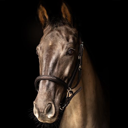 Propresicce Softy Leather Head Collar By Hy Equestrian Brown/Silver Hardware
