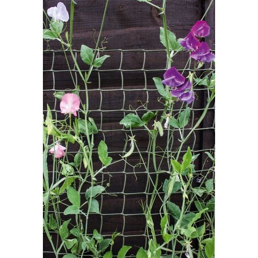 Ambassador Climbing Plant Support Tan