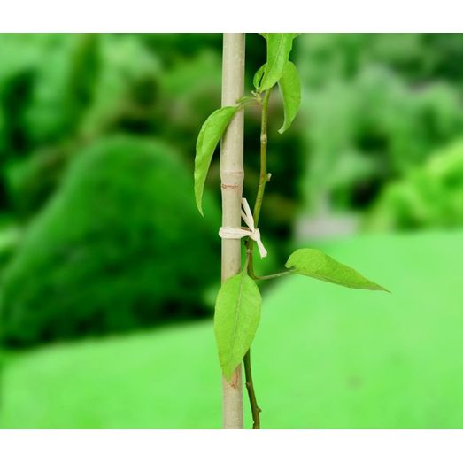 Ambassador Raffia Garden Ties Pack of 2