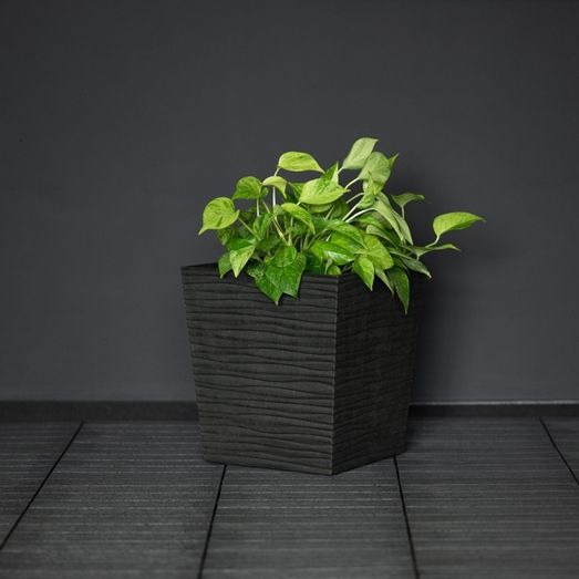 Primeur Cello Planter