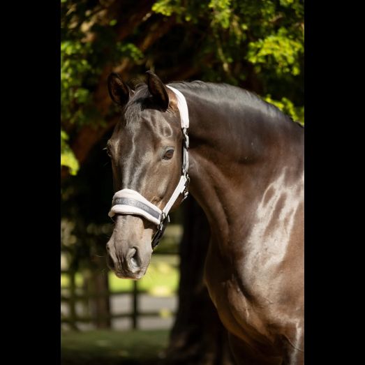 ProReaction Dura Fleece Head Collar by Hy Equestrian Grey