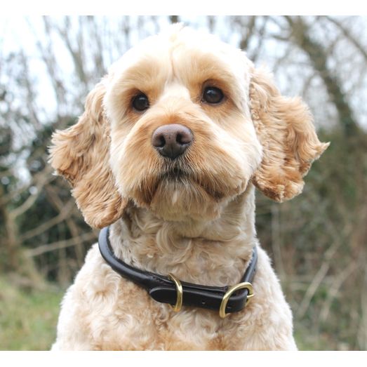 Mackey Rolled Leather Dog Collar Brown (X Small)