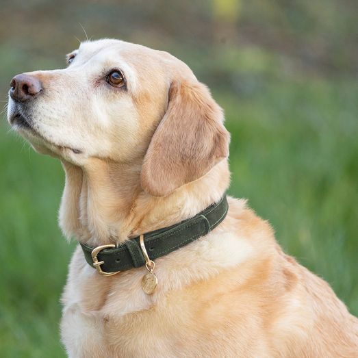 Benji &amp; Flo Noble Suede Dog Collar - Green/Gold - Large