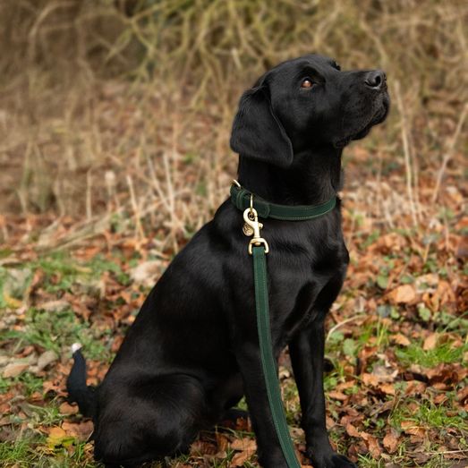 Benji &amp; Flo Noble Suede Dog Lead - Green/Gold