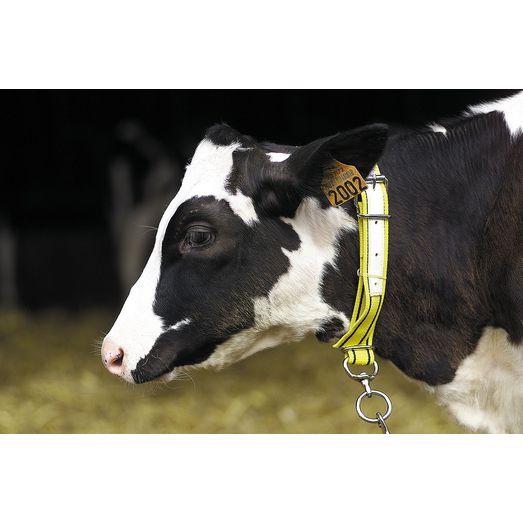 Calf Nylon Collar