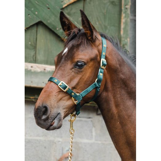 Economy Web Headcollar