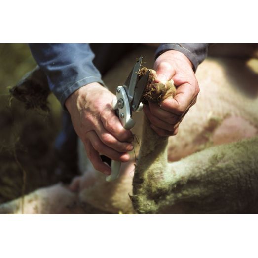 Agri Plain Footrot Shear