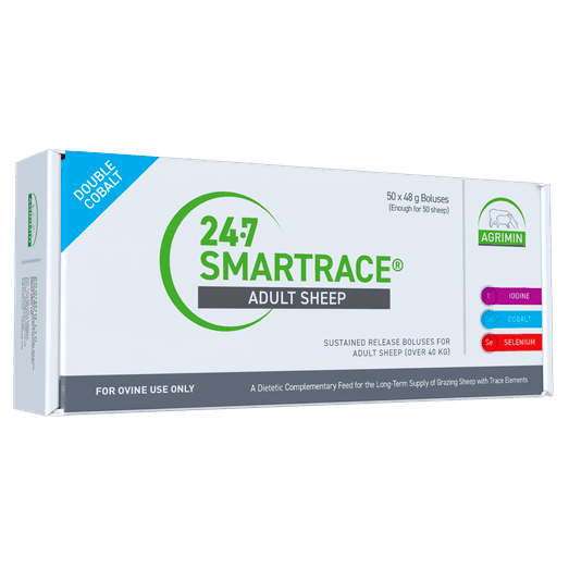 24-7 Smartrace Adult Sheep