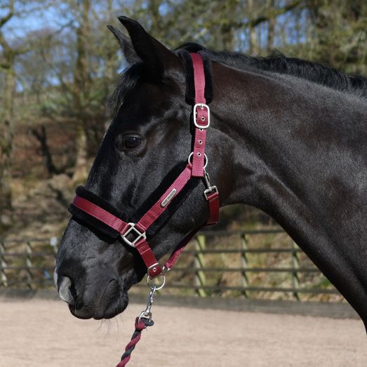 Whitaker Hc171 Holmfirth Furry Headcollar &amp; Lead Rope Burg