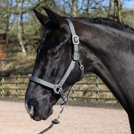 Whitaker Hc172 Pockley Padded Headcollar Grey