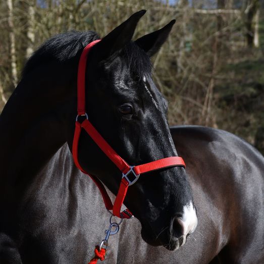Whitaker Hc172 Pockley Padded Headcollar Red