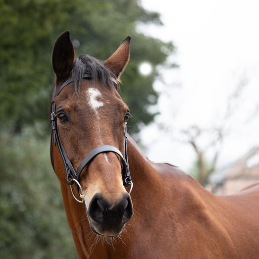 Hy Equestrian Hunter Bridle With Rubber Grip Reins Brown