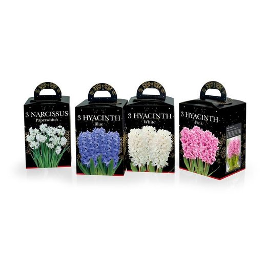 Deree Hyacinth &amp; Paper White Gift Kits
