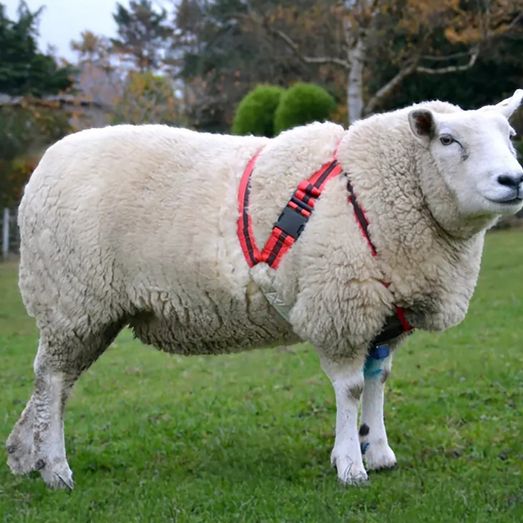 Agrimark Deluxe Anti-Chaffe Ram Harness Red/Black Stripe Red With Black Stripe