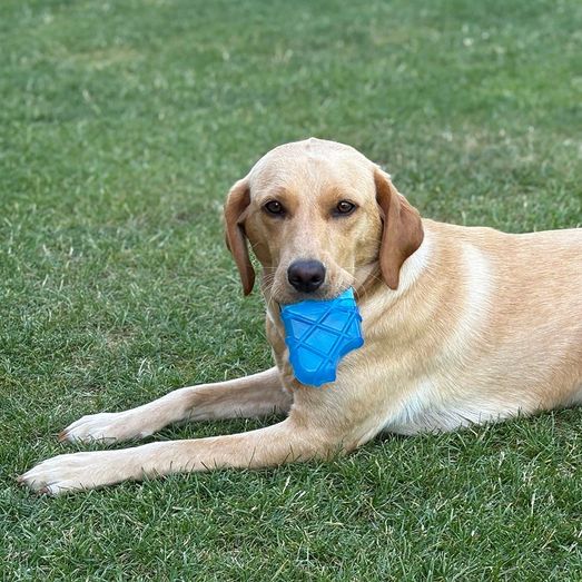 Danish Design Pet Cooling Ice Lolly Toy
