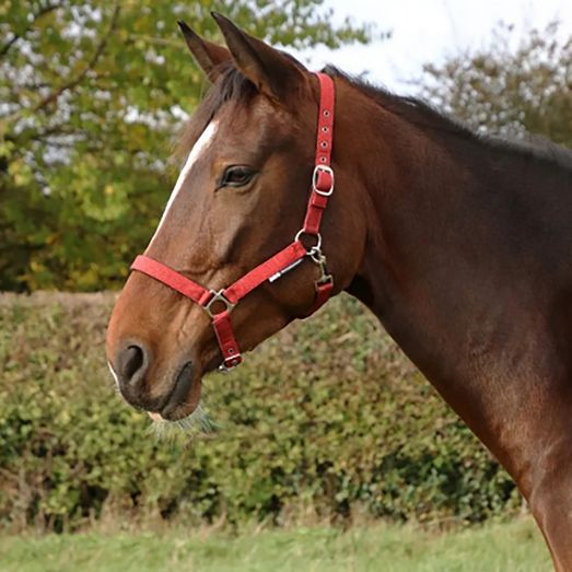 Hy Equestrian Glitzy Headcollar Red