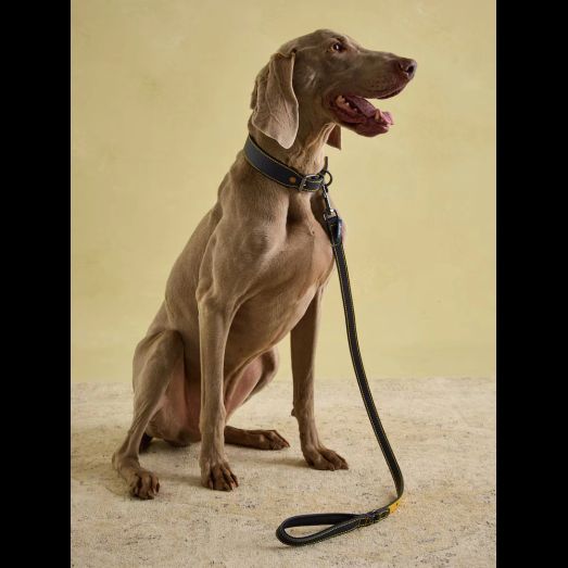 Joules Leather Dog Lead Navy