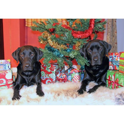 Kevin Milner Christmas Cards Christmas In Labradorland