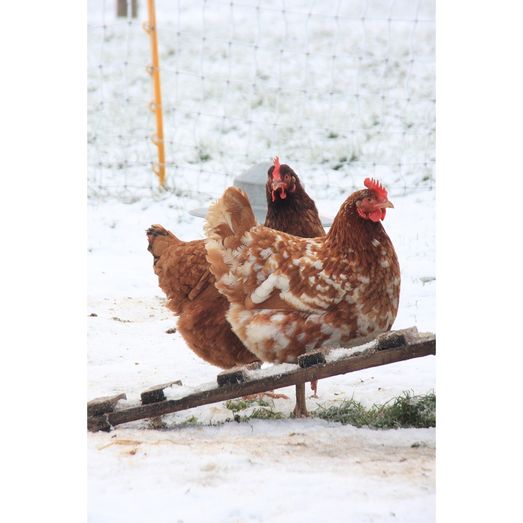 Kevin Milner Christmas Cards Cope Farm Chicken