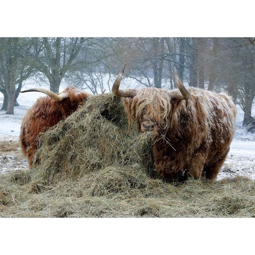 Kevin Milner Christmas Cards Highland Cattle In The Snow