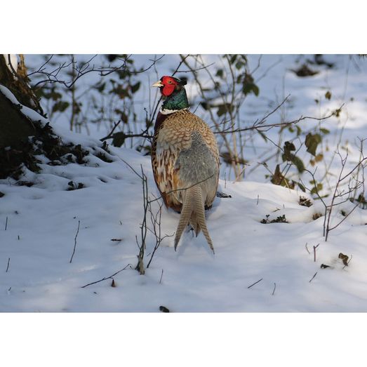 Kevin Milner Christmas Cards Pheasant In The Snow