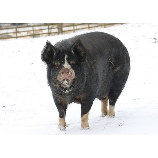 Kevin Milner Christmas Cards Snowy Pig