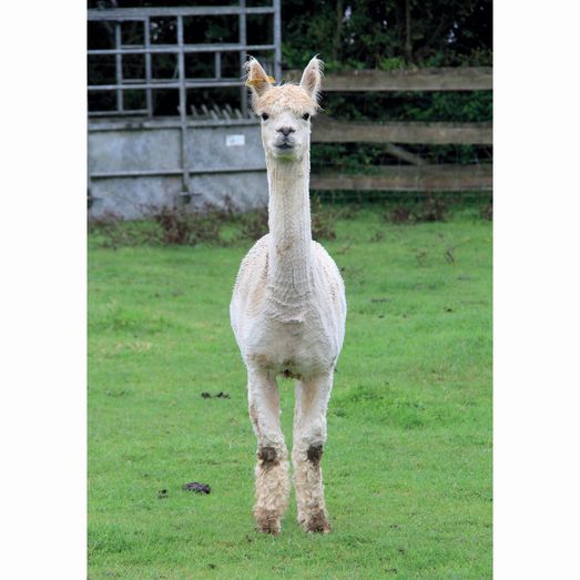 Kevin Milner Countryside Cards Alpaca