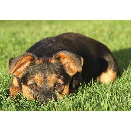 Kevin Milner Countryside Cards Black &amp; Tan Terrier