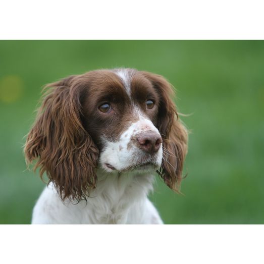 Kevin Milner Countryside Cards Cocker Spaniel