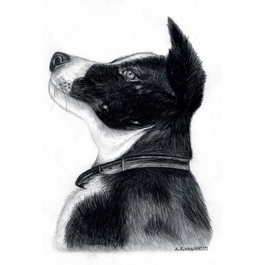 Kevin Milner Countryside Cards Collie Dog Art