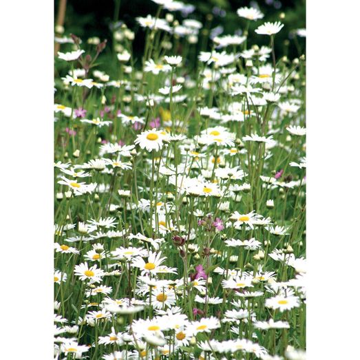 Kevin Milner Countryside Cards Dasies Daisies