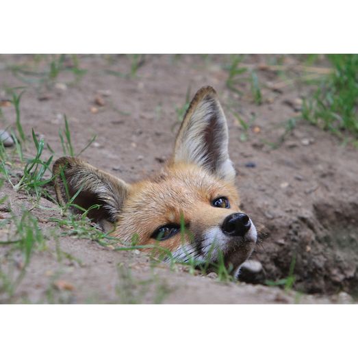 Kevin Milner Countryside Cards Fox
