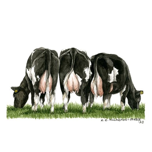 Kevin Milner Countryside Cards Fresian Cow