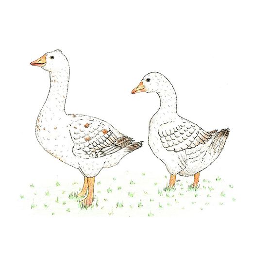 Kevin Milner Countryside Cards Geese
