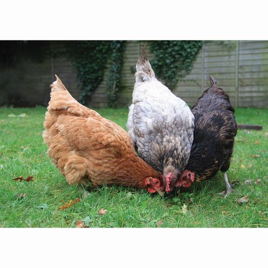 Kevin Milner Countryside Cards Happy Chickens