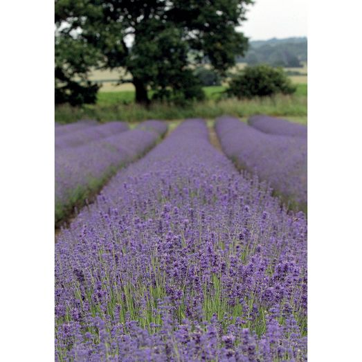 Kevin Milner Countryside Cards Lavendar