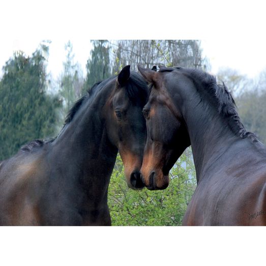 Kevin Milner Countryside Cards Mirrored Horse