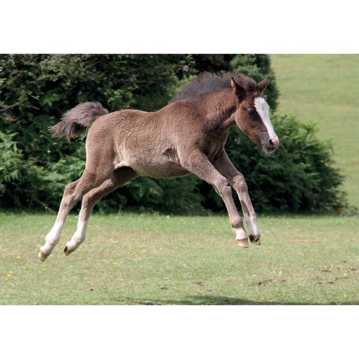 Kevin Milner Countryside Cards New Forest Foal