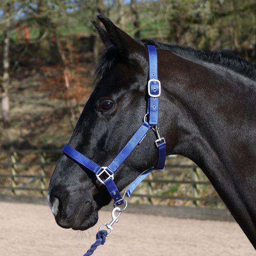Whitaker Hc172 Pockley Padded Headcollar Royal